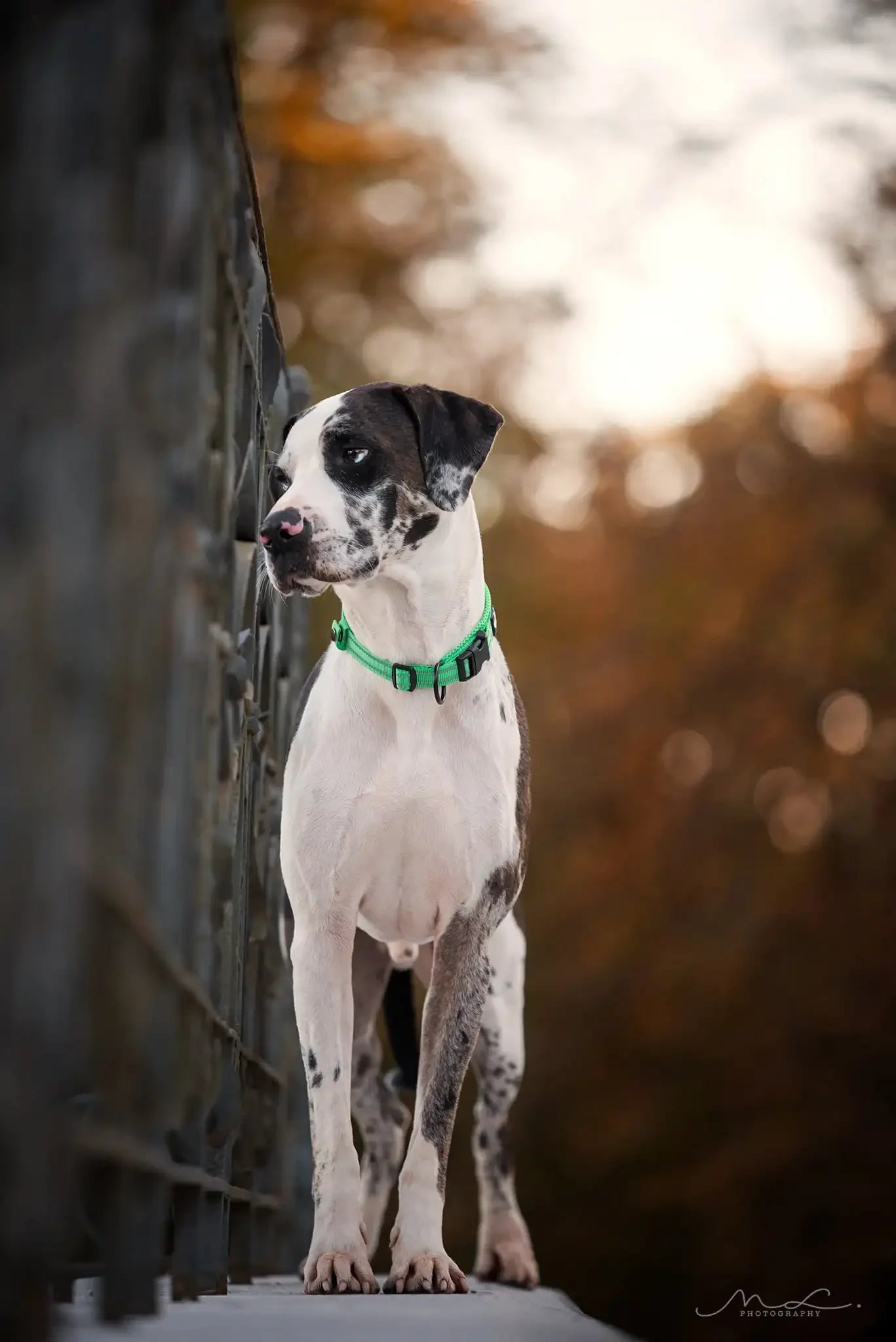 TrueLove Nylon Adjustable Dog Collar Padded Reflective TLC5011